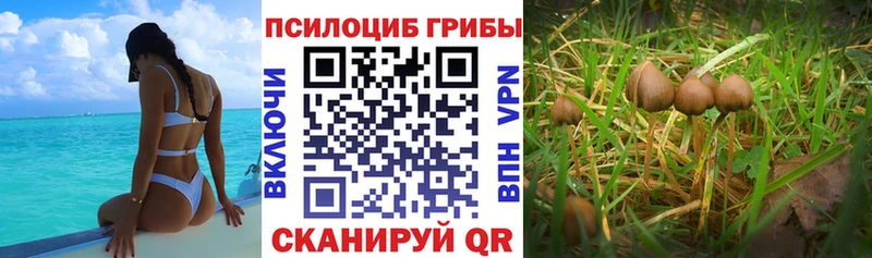 Псилоцибиновые грибы GOLDEN TEACHER Волжск